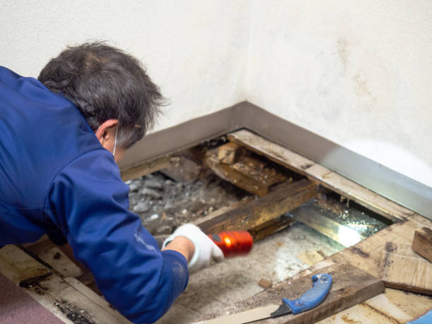 Best Crawl Space Mold Removal  in Rochelle, IL