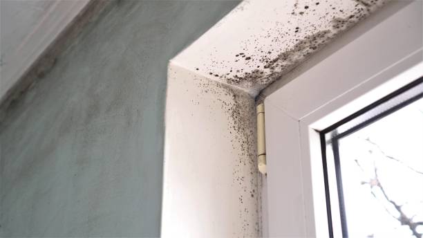 Best Mold Testing  in Rochelle, IL