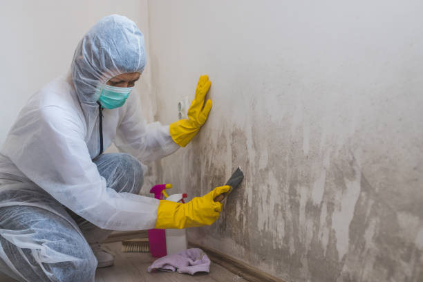 Best Mold Damage Repair  in Rochelle, IL