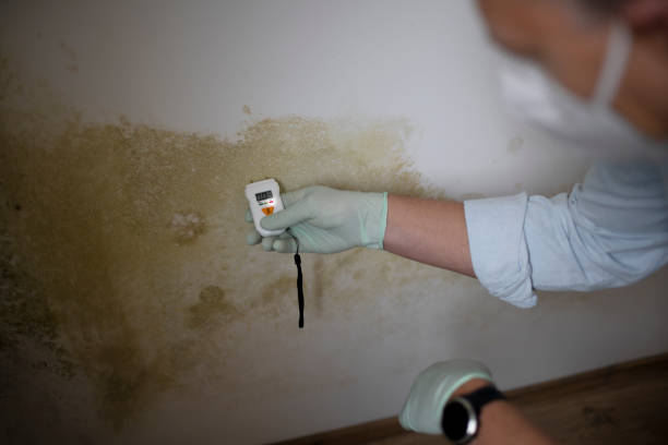 Professional Mold Removal in Rochelle, IL
