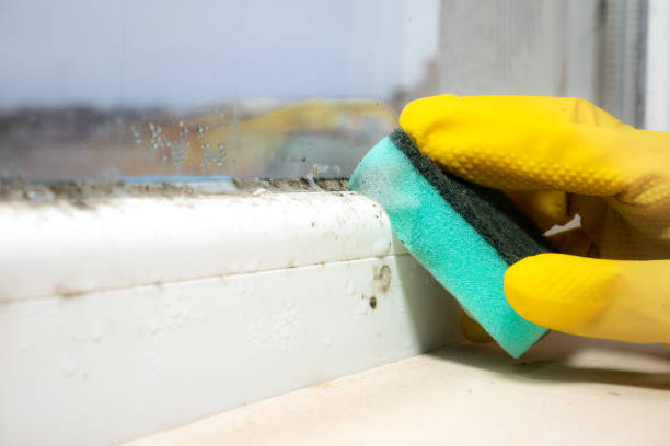 Best Affordable Mold Removal  in Rochelle, IL