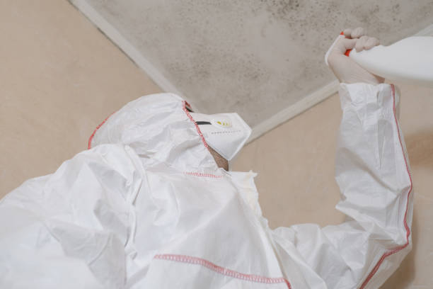Best Commercial Mold Removal  in Rochelle, IL