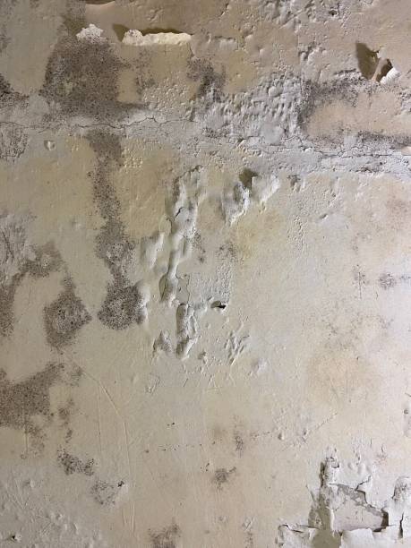 Best Mold Cleaning Services  in Rochelle, IL