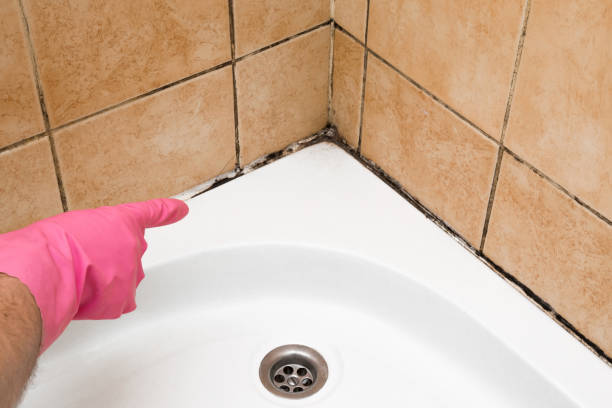 Best Residential Mold Removal  in Rochelle, IL