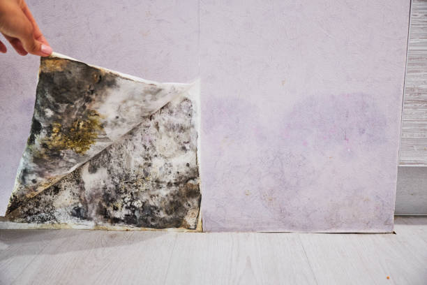 Best Best Mold Removal Companies  in Rochelle, IL